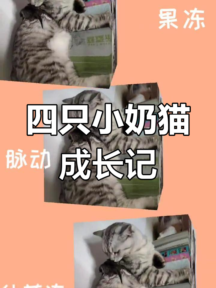 美短虎斑与英短鱼骨纹的宝宝,每一只都超有特色