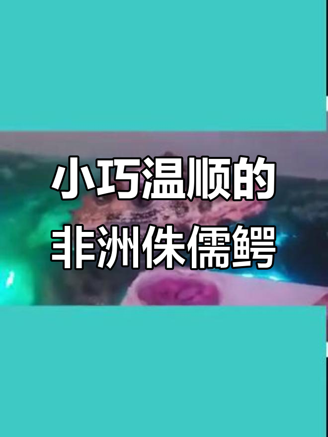 世界上最小的鳄鱼,竟然这么温顺!