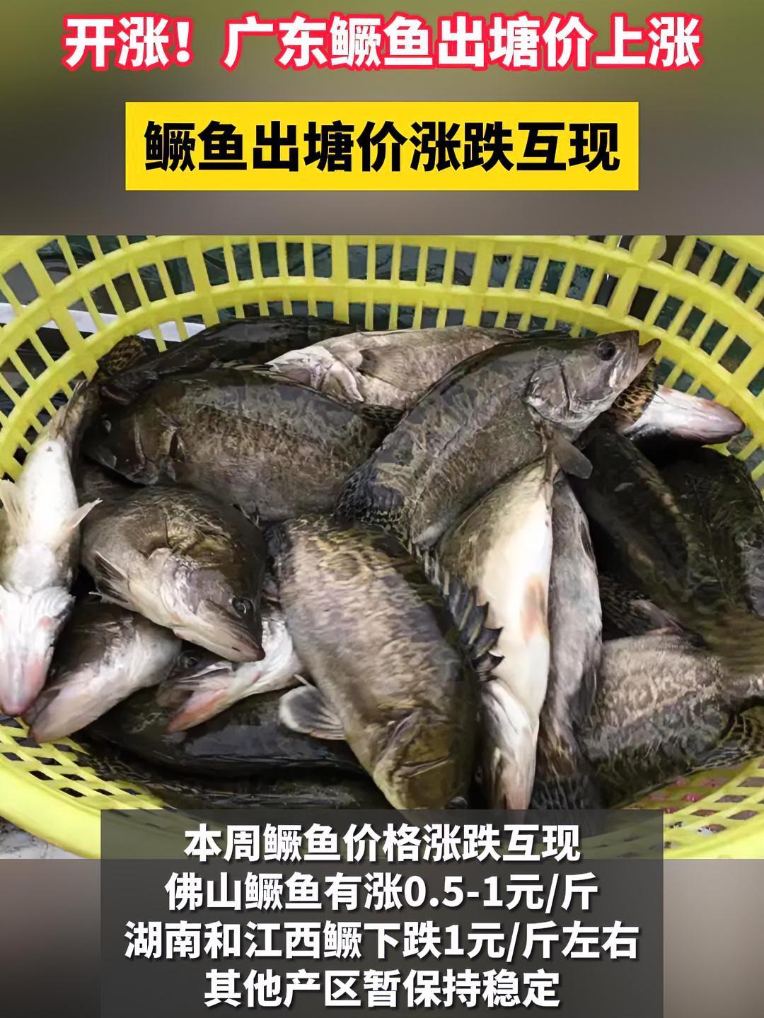 开涨!广东鳜鱼出塘价上涨!鳜鱼出塘价涨跌互相 鳜鱼 桂花鱼 水产养殖