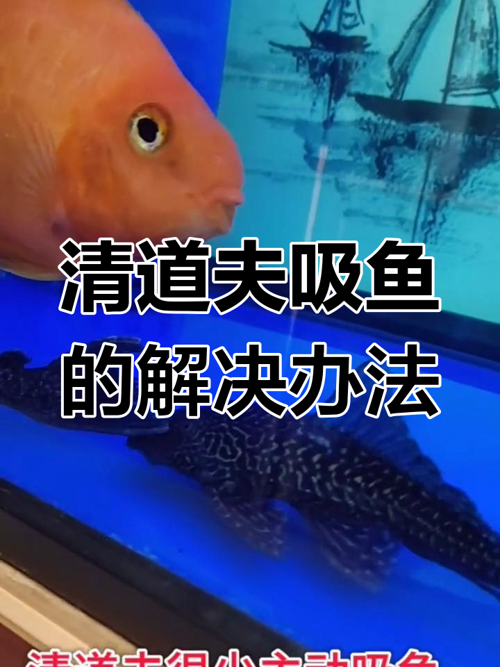 清道夫吸鱼怎么办?可能是这些原因