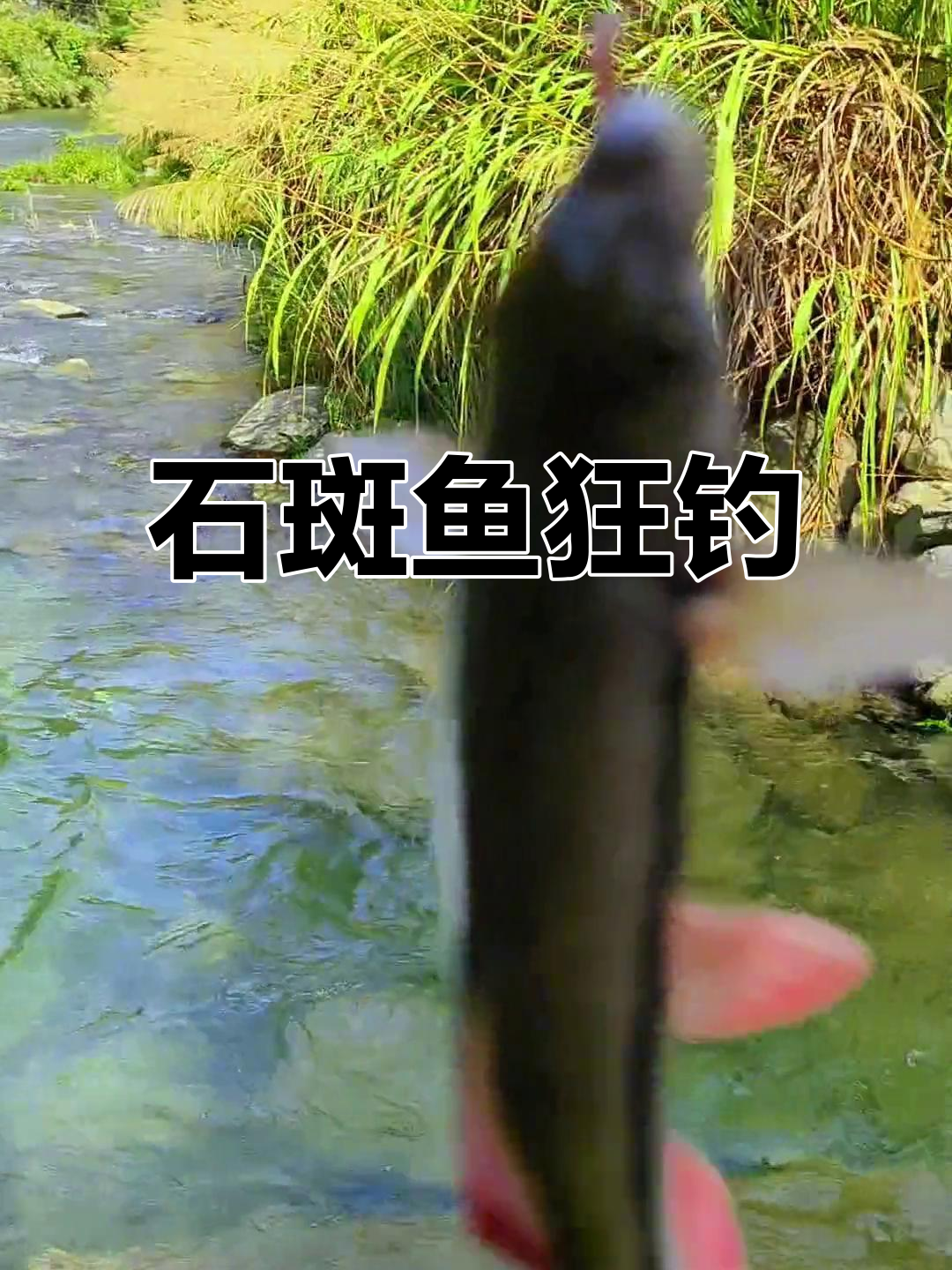 千岛湖石斑鱼狂抽,爆护体验超刺激!