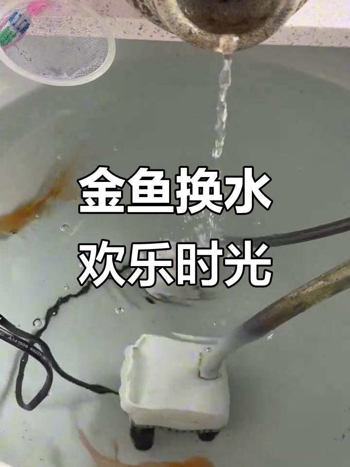 红狮金鱼换水大作战,三个小家伙超开心!
