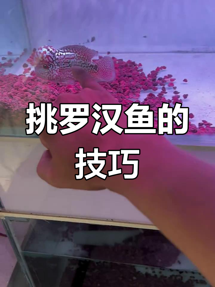 如何挑选罗汉鱼?从头部开始选对品种