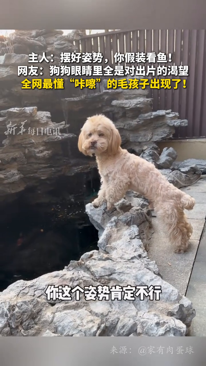 主人：摆好姿势，你假装看鱼！网友：狗狗眼睛里全是对出片的渴望