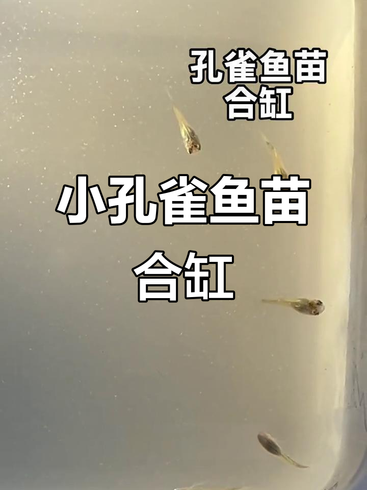 孔雀鱼苗合缸，斗鱼与清浆共处一室