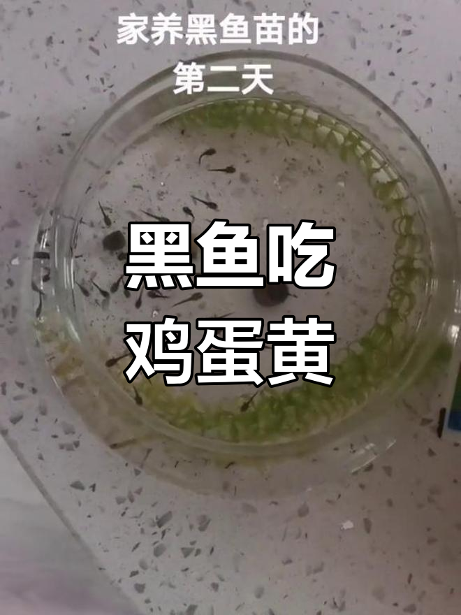 黑鱼喂食第二天,尝试小型饲料