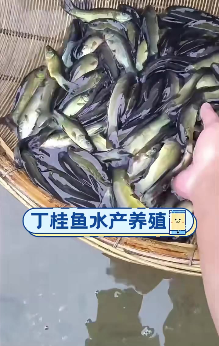 丁桂鱼水产养殖