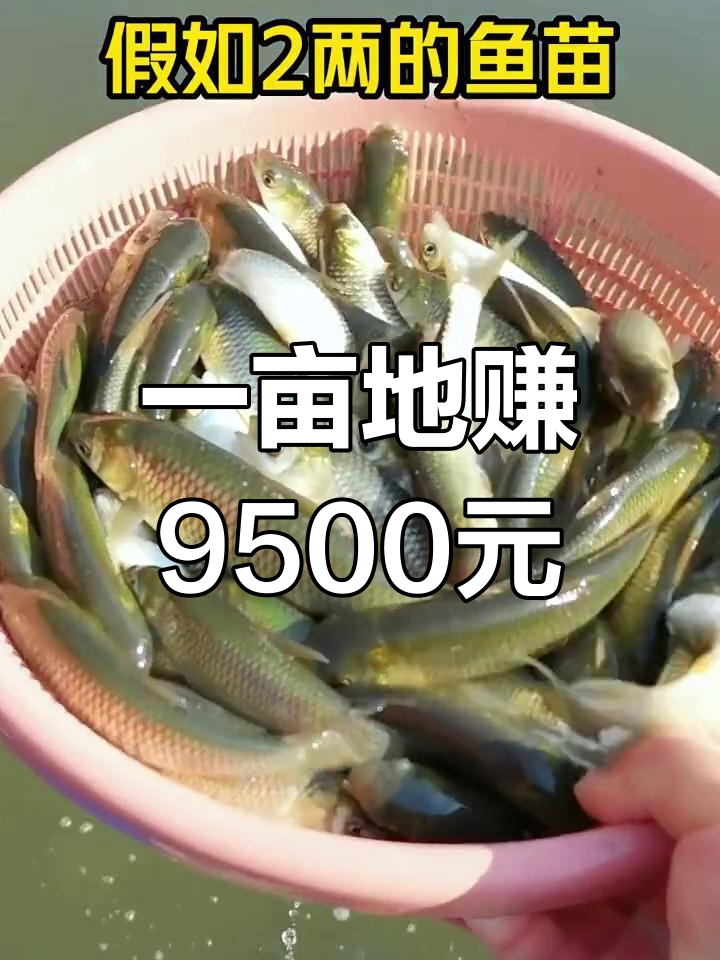 草鱼养殖成本与利润分析