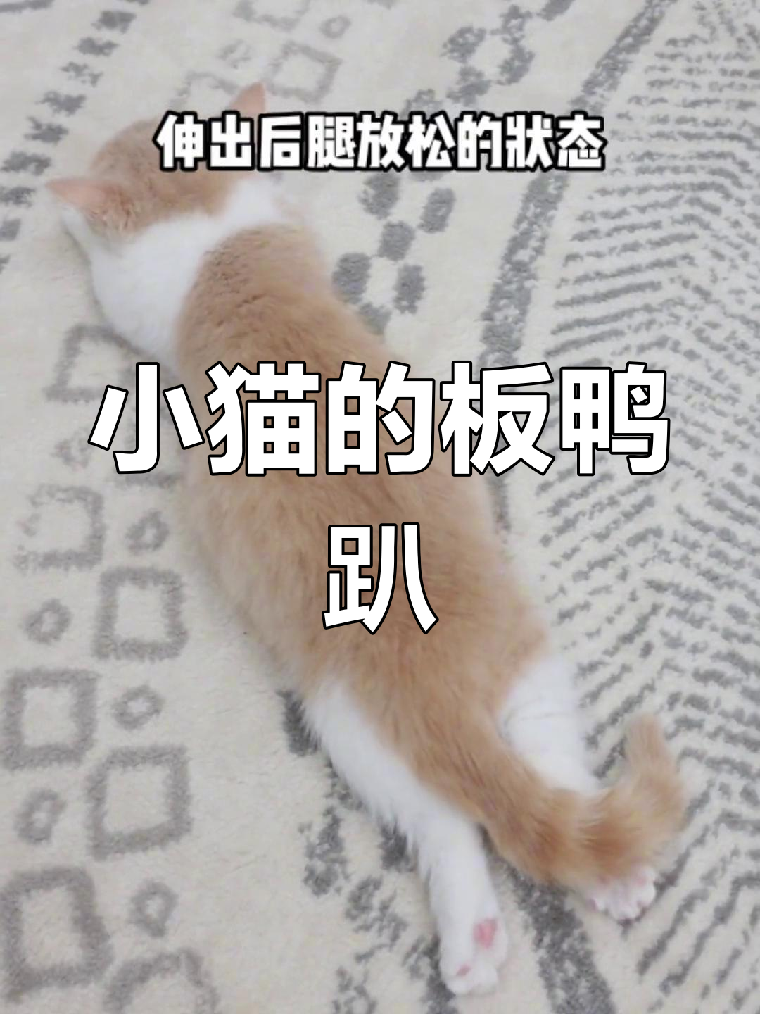 猫咪的板鸭趴姿势,萌态十足