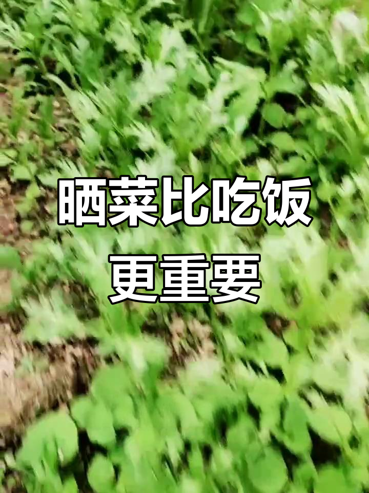 种菜不晒,等于白种!手机里全是自家蔬菜的照片
