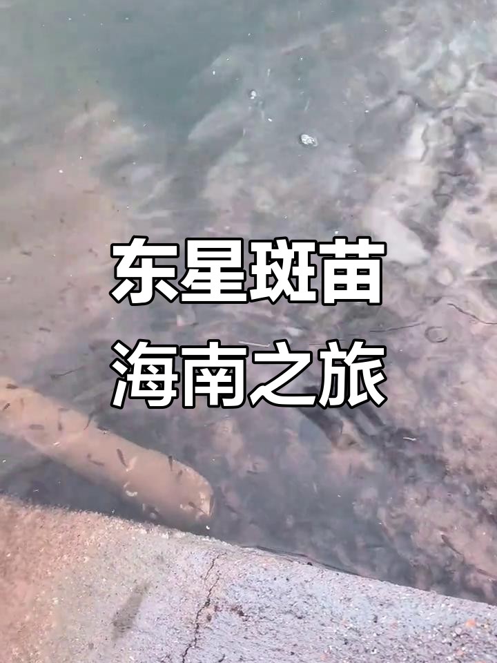 2025年5月25日,海南东星斑苗靓仔生活体验