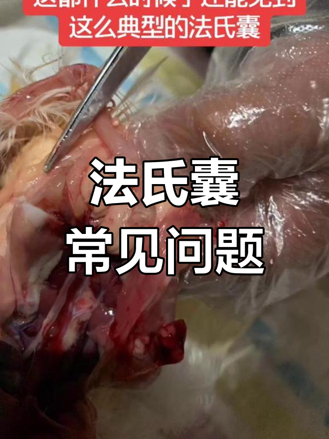 养殖技术分享:法氏囊的识别与应对