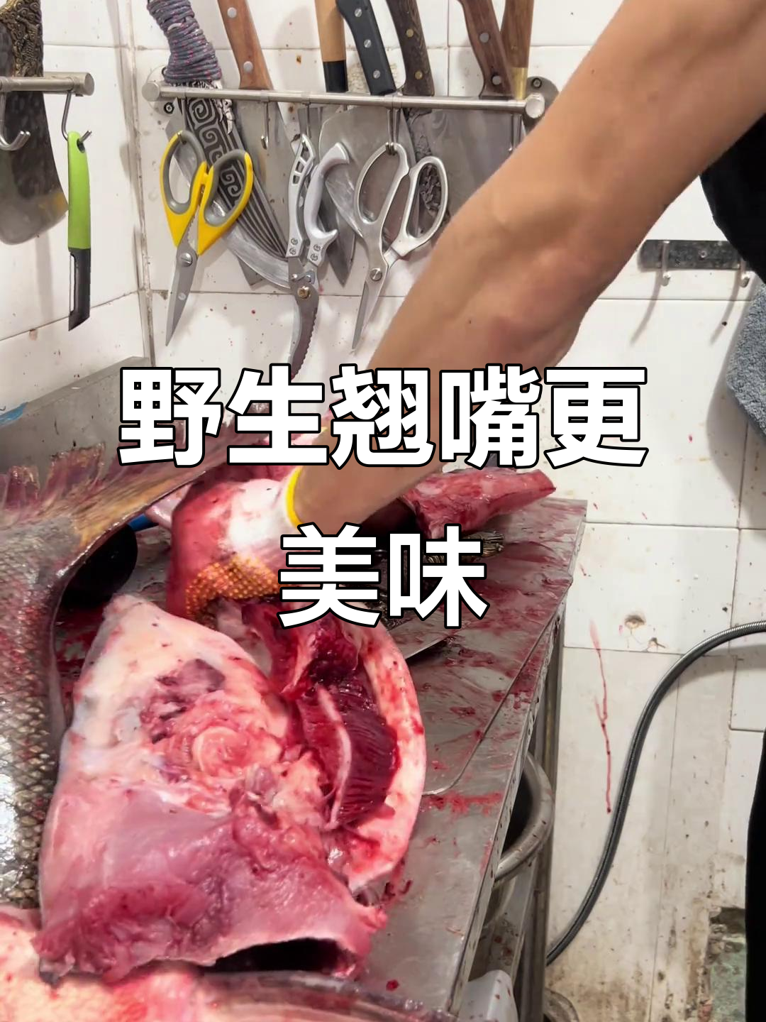 野生翘嘴肉质细腻,鲜味十足,口感秒杀养殖鱼