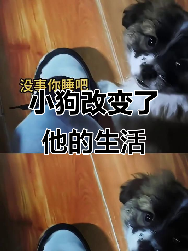 健身博主捡到小狗,从此生活被彻底改变