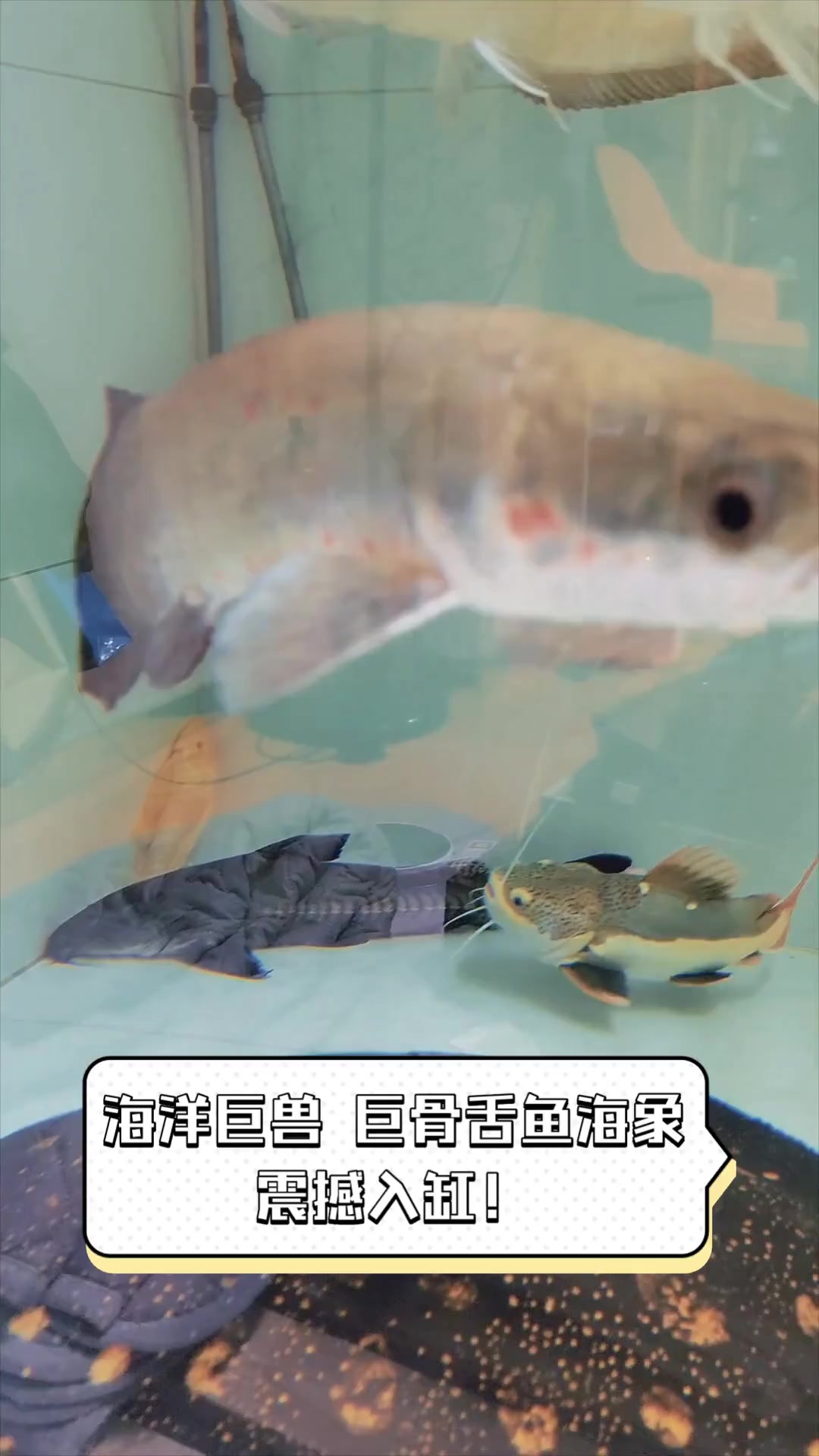 海洋巨兽,巨骨舌鱼海象,震撼入缸!