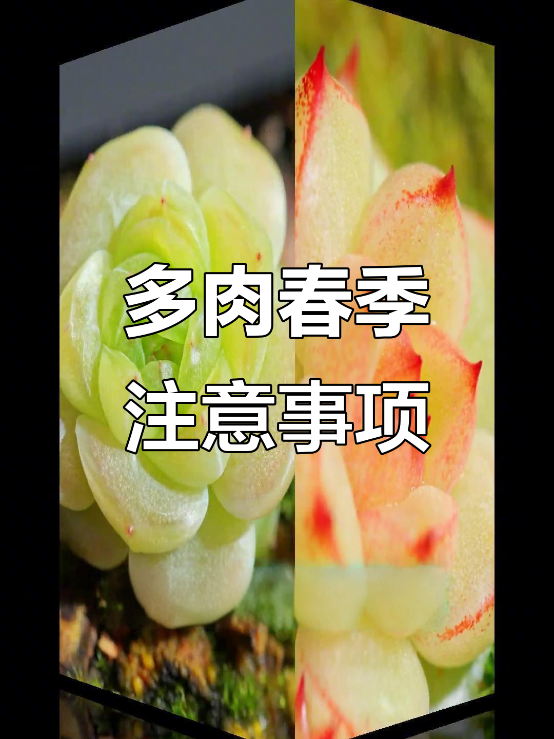 春季多肉养护全攻略，避免化水晒伤