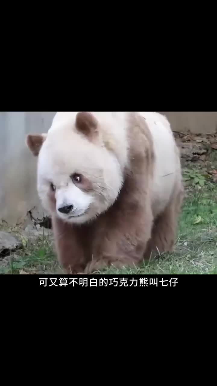 熊猫界战力天花板!全球唯一圈养棕色大熊猫七仔