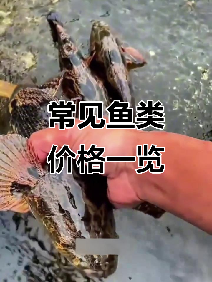 各种鱼的价格大揭秘:从青鱼到皇帝心斑,你了解吗?