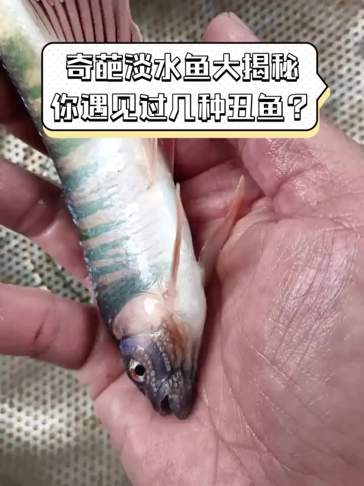 奇葩淡水鱼大揭秘,你遇见过几种丑鱼?