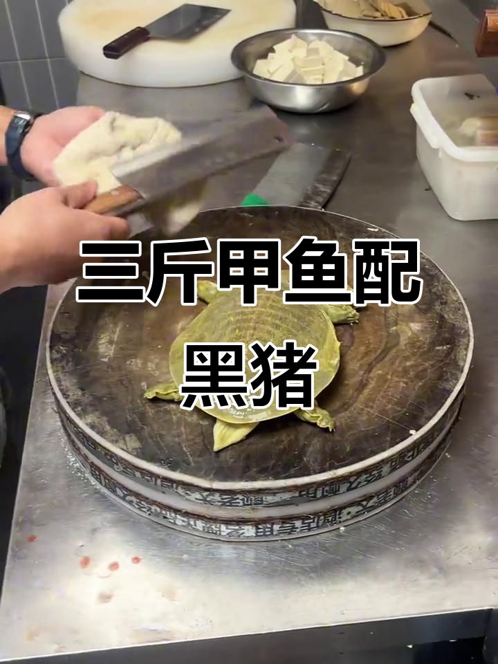 甲鱼烧肉,大别山黑猪肉与三斤多甲鱼的完美碰撞