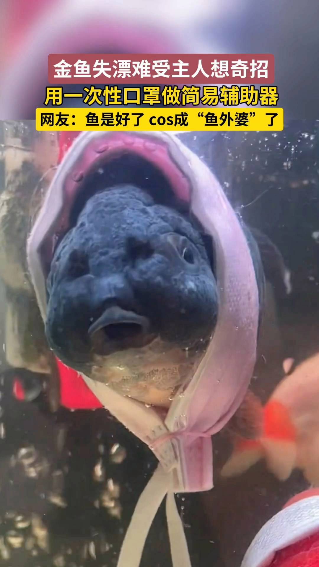 金鱼失漂难受主人想奇招,一次性口罩一戴cos成“鱼外婆”了!