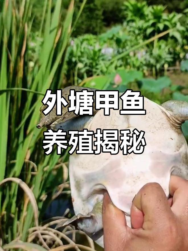 纯正甲鱼养殖揭秘:外塘藕塘放养两年半,白底花壳小苗展示