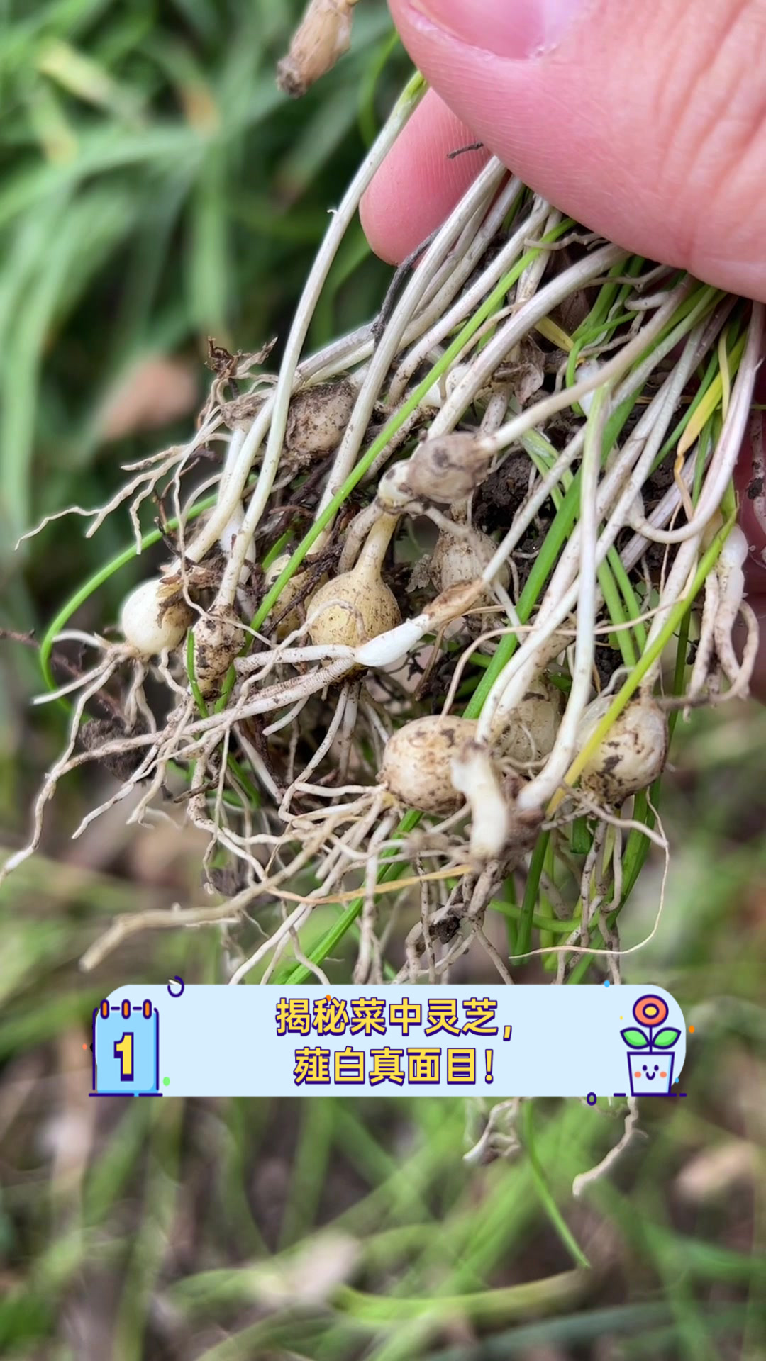 揭秘菜中灵芝,薤白真面目!
