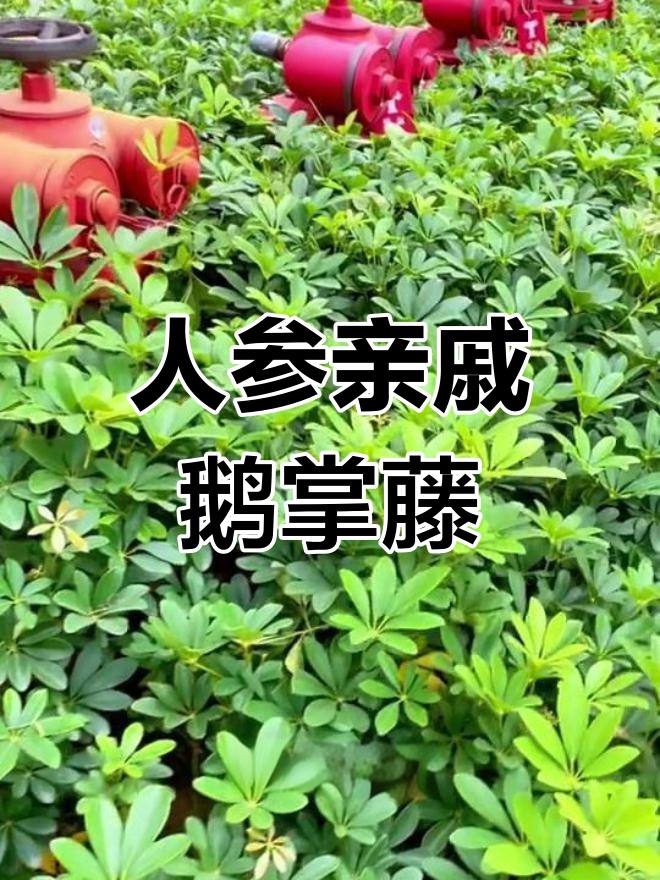 鹅掌藤:人参的亲戚与独特形态