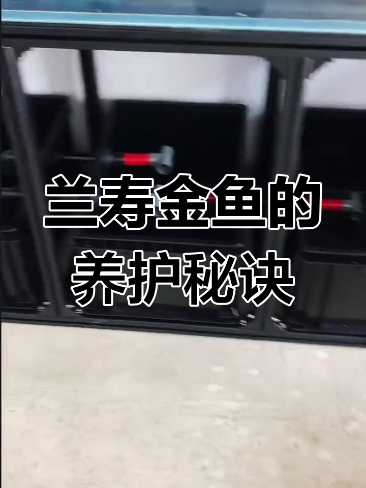 兰寿金鱼养殖技巧:从鱼缸到周转箱底滤的转变