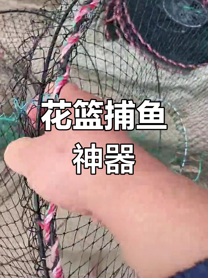 60公分花篮捕鱼网,黑鲫甲鱼效果佳