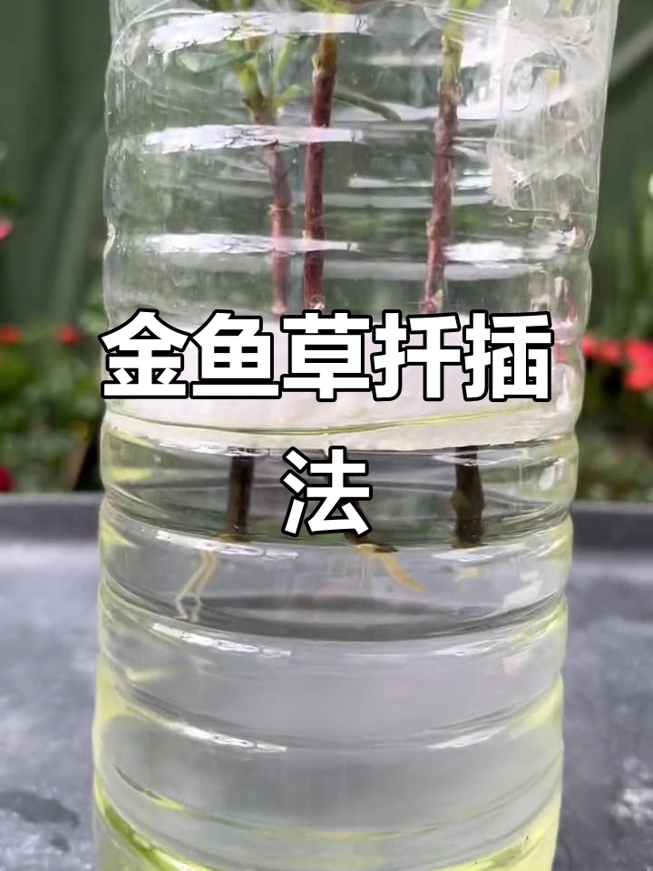 金鱼草扦插技巧,快速生根方法揭秘