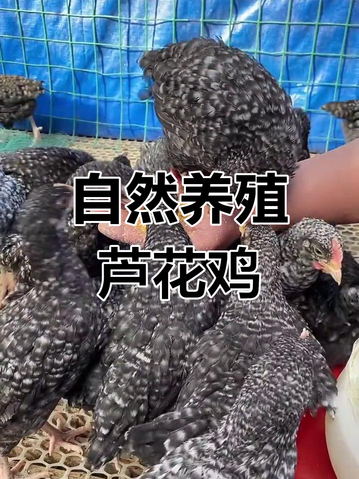 芦花鸡散养技巧:防疫疫苗全做,适应温差能力强