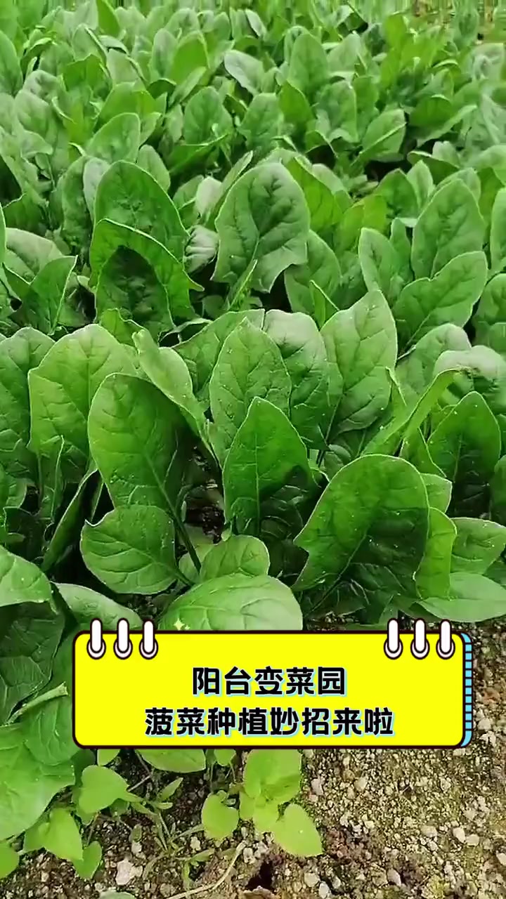 阳台变菜园,菠菜种植妙招来啦