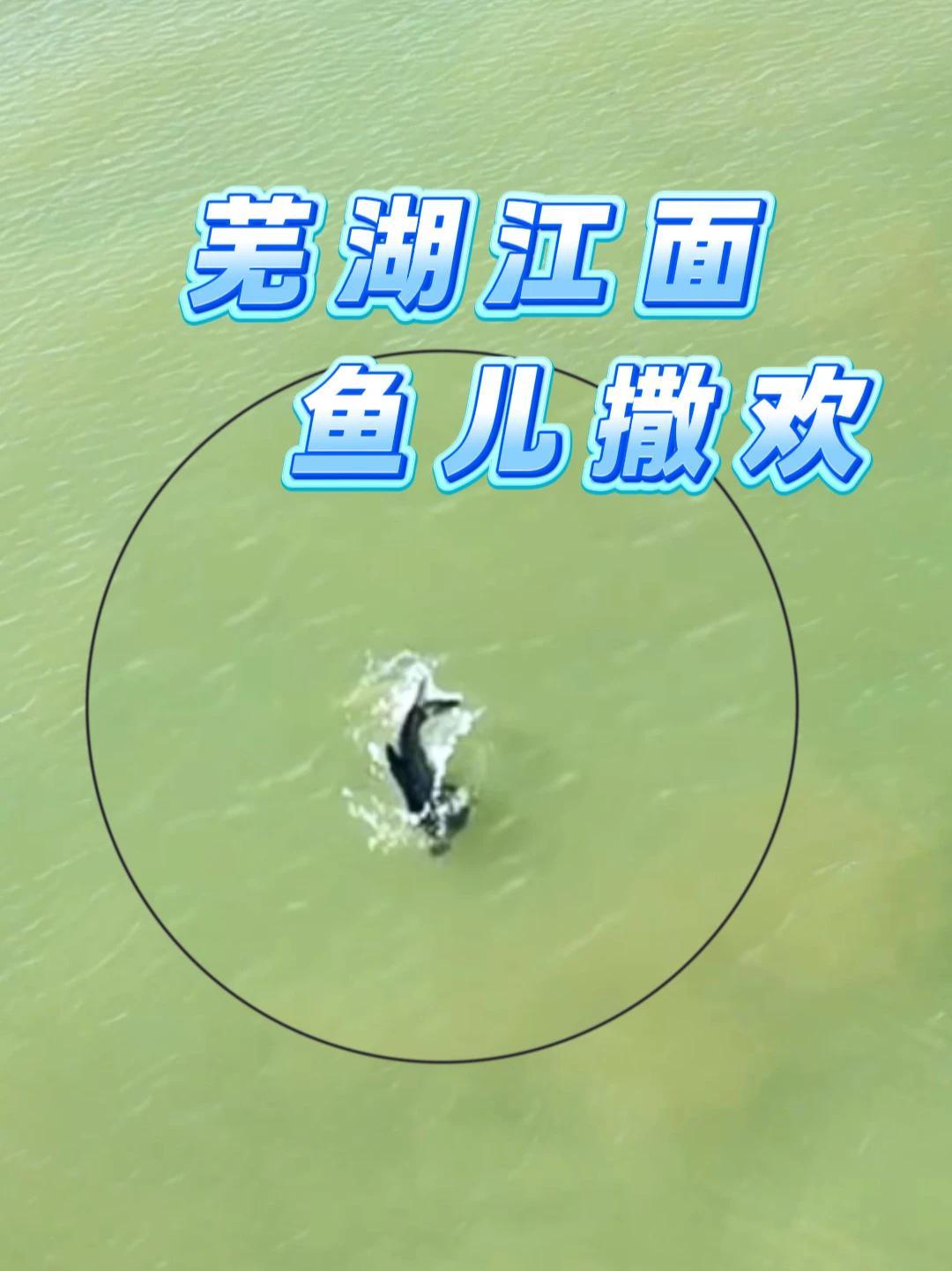 芜湖江面 鱼儿撒欢 立秋后的长江芜湖段,江面水清鱼欢,远处货船穿梭桥如虹。江、鱼、城共绘一