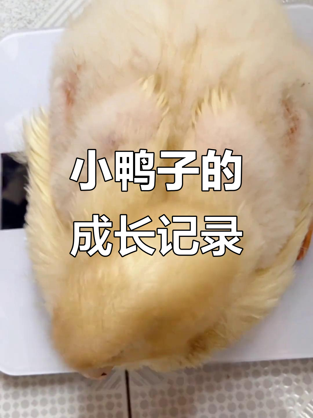 小鸭子一周体重暴涨,换毛期变化惊人