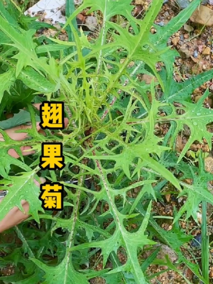 翅果菊的特征