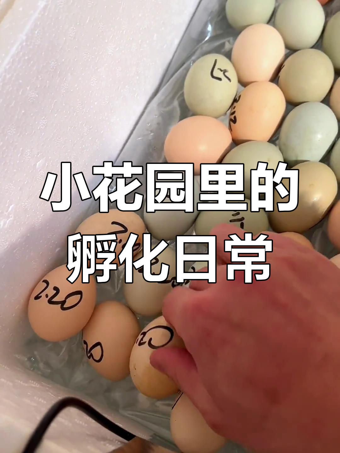 春天孵小鸡,黑公鸡基因太强了!