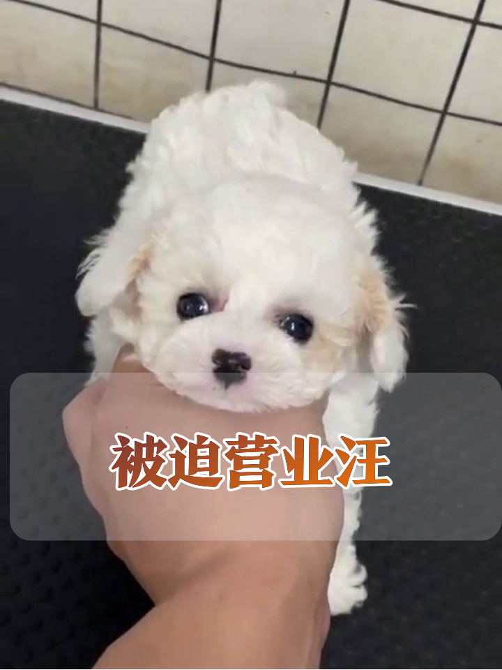 小狗被摸下巴秒变表情包:摸就摸别停啊喂!