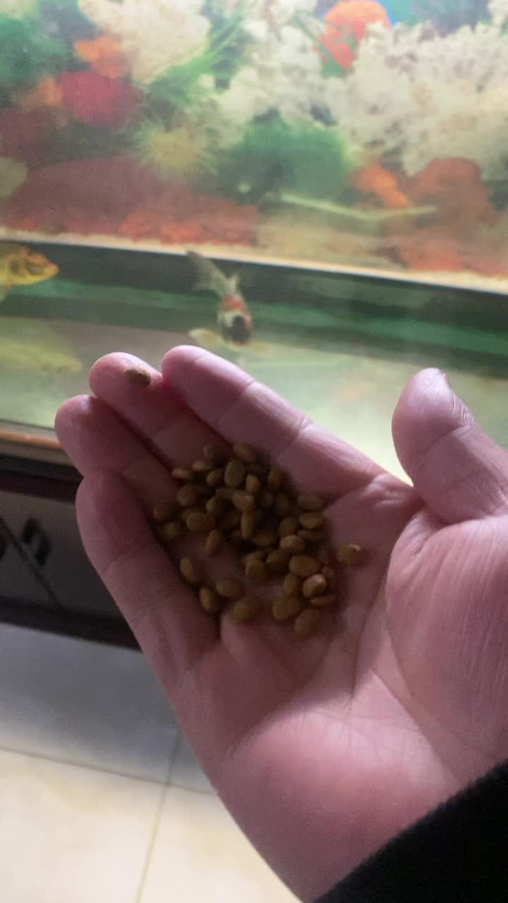 每天回家就喂这么多,不指望长多少。反正主打一个少花钱 水族爱好者 养鱼计划 过滤系统 锦鲤