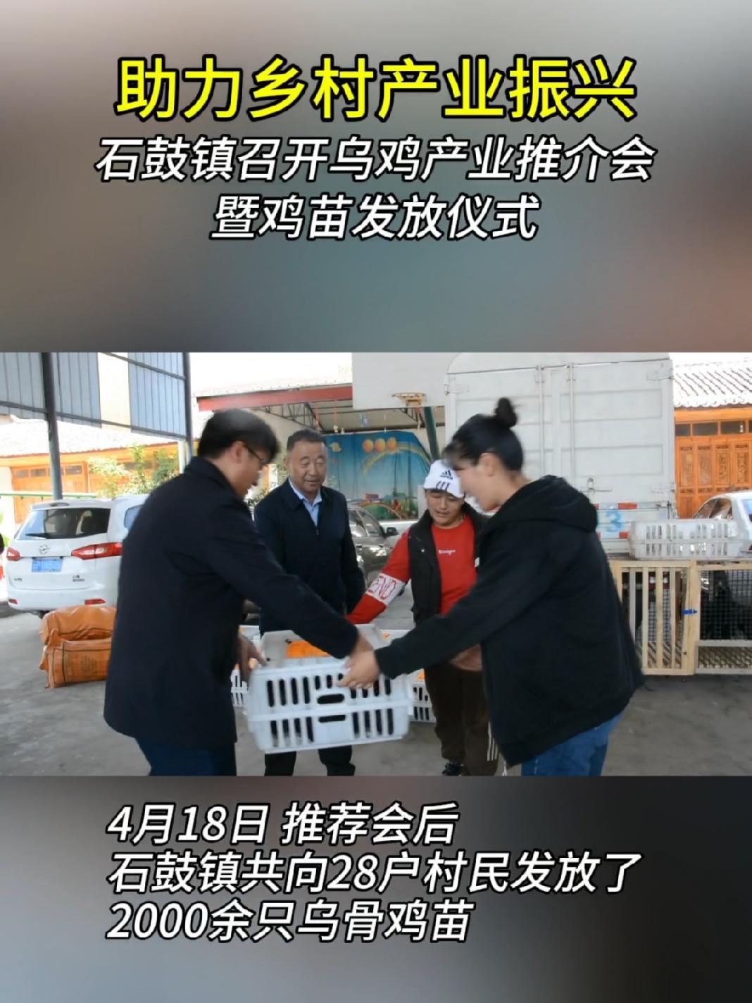 石鼓召开乌鸡产业推介会暨鸡苗发放仪式 乡村振兴 有一种叫云南的生活 乌鸡