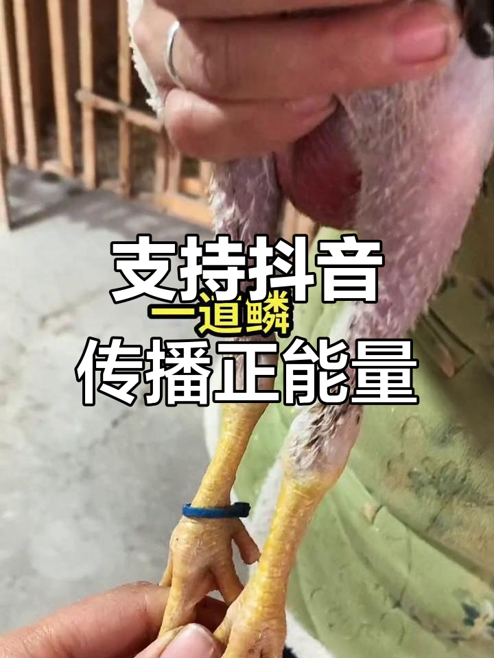 越南斗鸡:纯种竞技,正能量满满