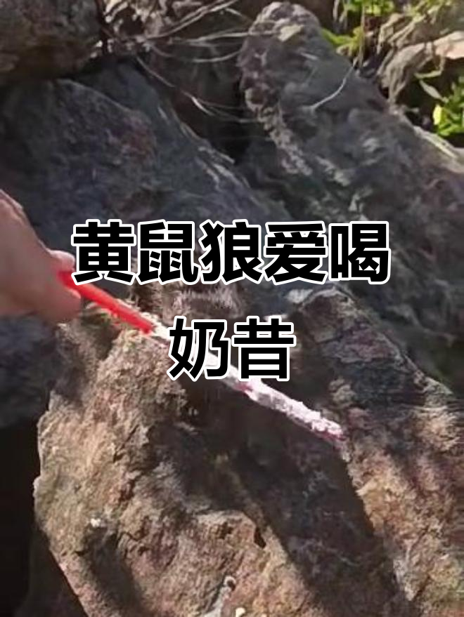 黄鼠狼竟然喜欢香草奶昔,太神奇了!