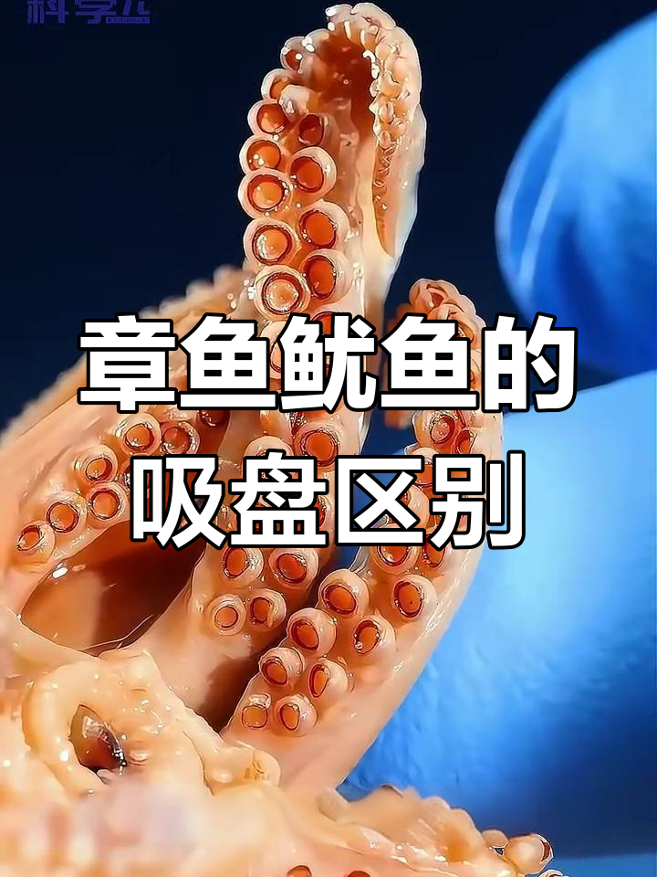 章鱼和乌贼的吸盘大不同,谁才是真正的腿技大师?
