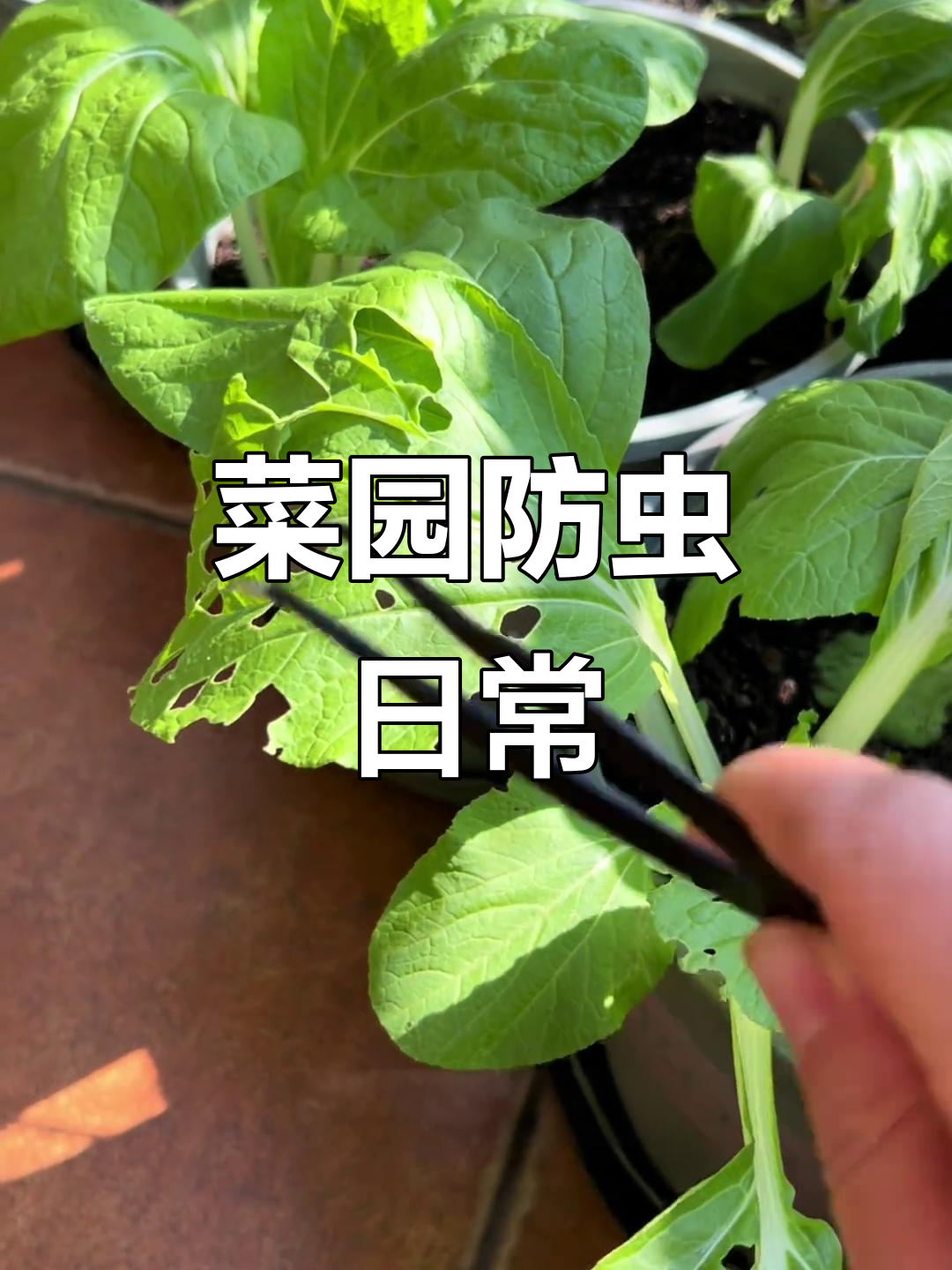 菜园里难免有虫,早晨抓小虫,晚上捕地老虎