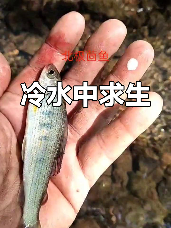 北极茴鱼,冷水中的生存者,水温高即死