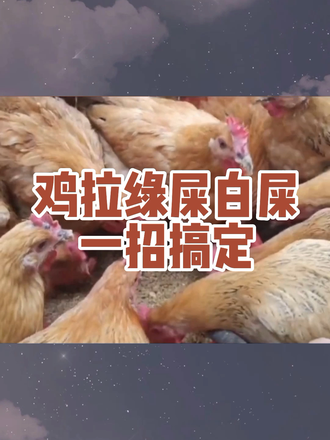 鸡拉绿屎白便一招搞定
