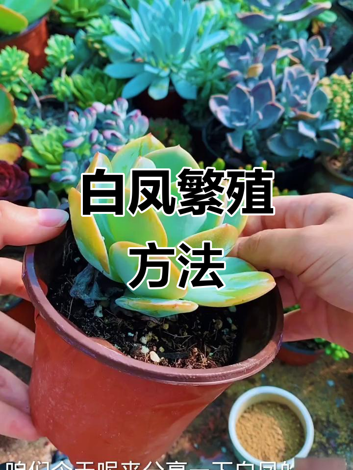 白凤多肉繁殖技巧,简单又高效