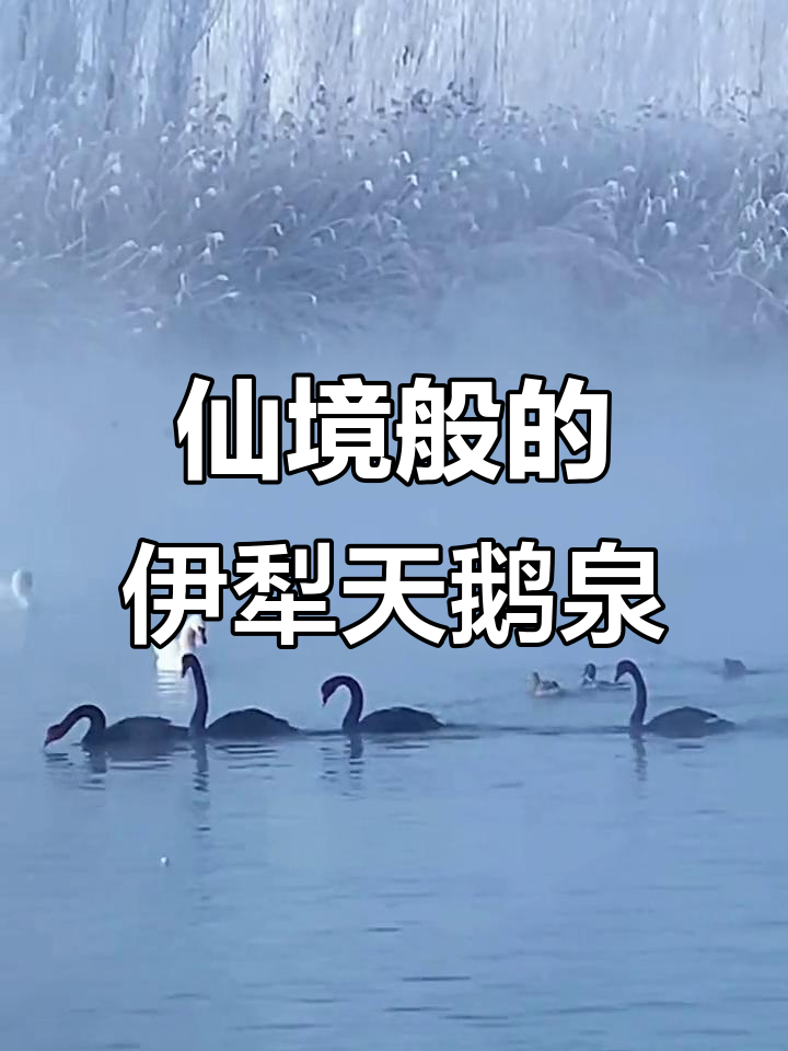 伊犁天鹅泉:冬季童话世界的美丽奇观