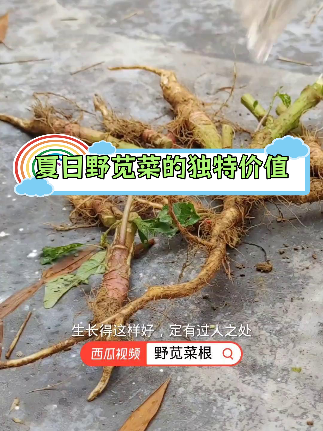 野苋菜根的神奇功效