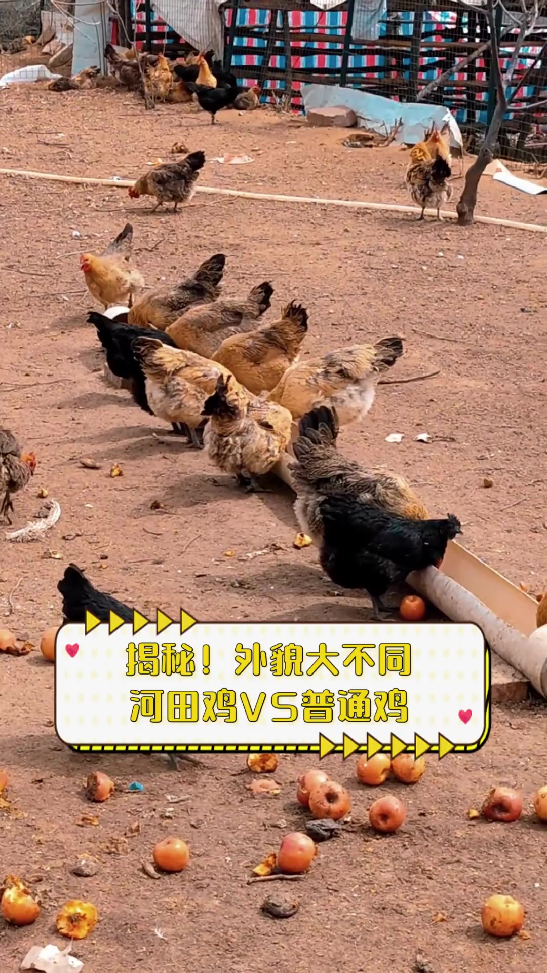 揭秘!外貌大不同,河田鸡VS普通鸡